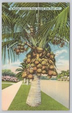 Cocoanut palm tree for sale  Grand Bay