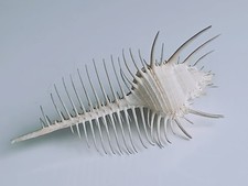 Aquarium bedarf venus gebraucht kaufen  Grevenbroich