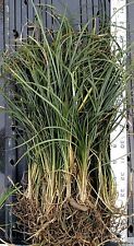 Standard mondo grass for sale  Richmond