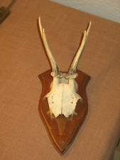 Rehgeweih holzplatte gehörn gebraucht kaufen Rehgeweih holzplatte gehörn gebraucht kaufen  Lensahn