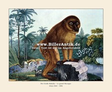 Große makake macaca gebraucht kaufen  Grabenstätt