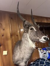 Premier african waterbuck for sale  Silver Spring