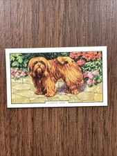 Lhassa apso trading d'occasion  Expédié en Belgium