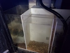 100gal salt fish for sale  Phoenix