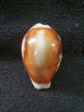 Cypraea spadicea seashell for sale  Raleigh