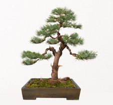 Douglas fir bonsai for sale  GALASHIELS