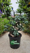 Ficus retusa bonsai for sale  West Covina