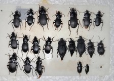 Carabidae silphidae abax usato  Italia