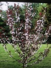 Cistena plum trees for sale  Rome