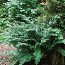 fern plants sword for sale  Florence