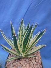 Agave schidigera royal for sale  Tucson