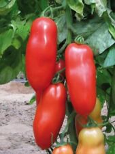 Lot graines tomates d'occasion  Chazelles