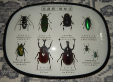 Vintage taxidermy beetle for sale  Bloomsburg