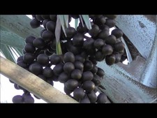 Silver saw palm for sale  Bokeelia
