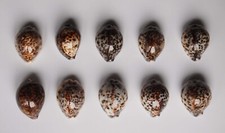 Cypraea tigris indonésie d'occasion  Gazeran
