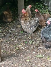 Pekin bantam eggs for sale  PONTYCLUN