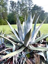 Inch blue agave for sale  Clinton