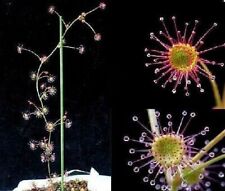 Sternsonnentau fleischfressend gebraucht kaufen  Kaiserslautern