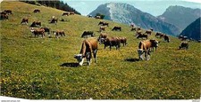 Animaux vaches alpage d'occasion  Fruges