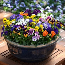 Viola pack mixed for sale  GLASGOW