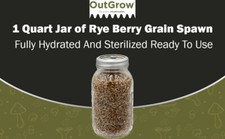Sterilized rye berry for sale  Mc Connell