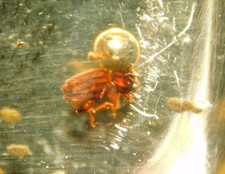 Polished fossil amber for sale  Salt Lake City