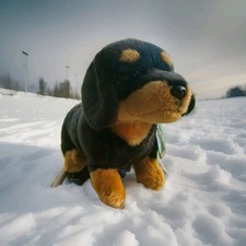 Faithful friends dachshund for sale  SUNDERLAND
