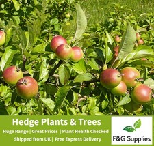 Crabapple 3ft tall for sale Crabapple 3ft tall for sale  ALTON