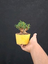 Bonsai olivo selvatico usato  Montevarchi