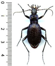 Carabidae carabus intricatus d'occasion  France