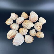 Bag cockle shells for sale  Fort Myers