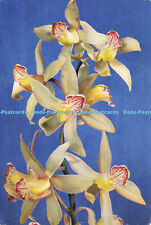 D185445 cymbidium. arthur for sale  WARLINGHAM