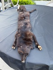 Fox pelt missing for sale  Covina