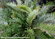 Zamia maritima furfuraceae for sale  Apopka