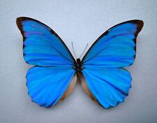 Morpho anaxibia male gebraucht kaufen  Elsoff, Rehe, Oberroßbach