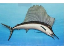 6ft long taxidermy for sale  Cincinnati