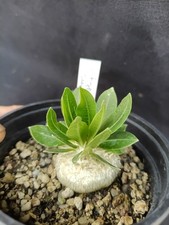 Pachypodium brevicaule plante d'occasion  Sainte-Croix-Volvestre