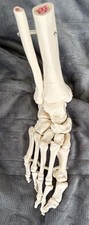 Human foot bone for sale  San Pedro