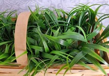 Holzkorb kunststoffgras 27cm gebraucht kaufen  Beeskow