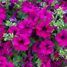 Trailing petunia surfinia for sale  BELLSHILL
