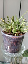wachsblume gebraucht kaufen  Remscheid