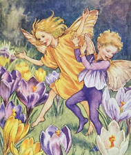 Crocus fairly cicely for sale  TWICKENHAM