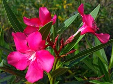 Calypso semi tropical for sale  Wauchula
