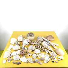 Lotto conchiglie coralli usato  Ferrara