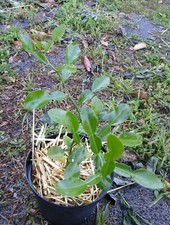 Organic kaffir lime for sale  Decatur