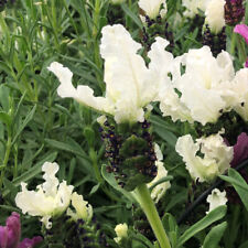 French lavender lavita for sale  LLANDYSUL