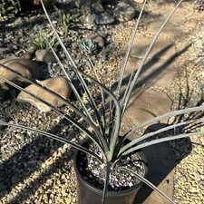 Hesperaloe parviflora red for sale  Fresno