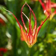 Tulipa acuminata horned for sale  LONDON