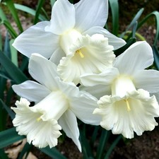 Daffodil mount hood for sale  GLASGOW
