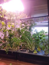 aerogrow for sale aerogrow for sale Auburn